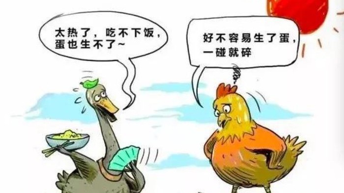 夏季高溫規(guī)模化蛋雞養(yǎng)殖，熱應(yīng)激不僅僅是環(huán)境問題？最重要的是管理
