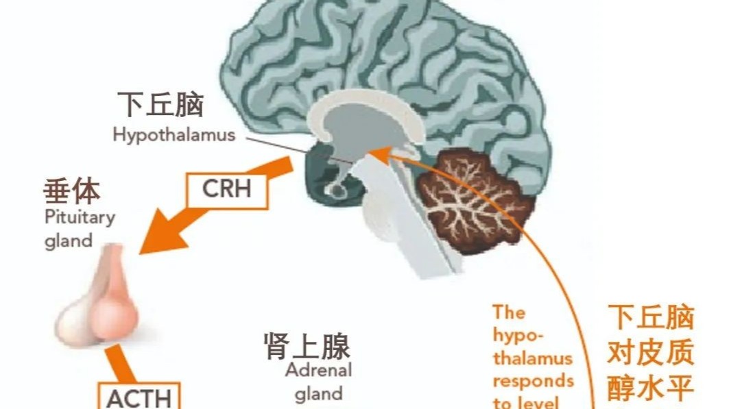 你了解夏季高溫環(huán)境對雞群的影響嗎？蛋雞養(yǎng)殖都有哪些防治措施？