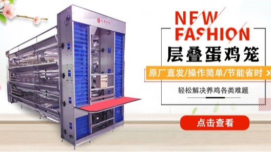 蛋雞怎么養(yǎng)才能省心又掙錢？借鑒模化養(yǎng)殖場的經(jīng)驗試試