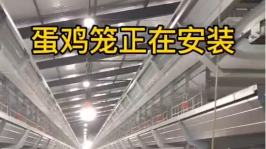 蛋雞籠安裝現(xiàn)場(chǎng)