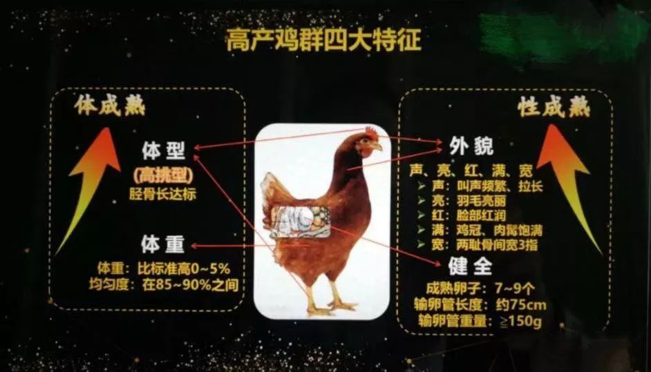 遠卓農(nóng)牧蛋雞產(chǎn)蛋期飼養(yǎng)管理的方向點