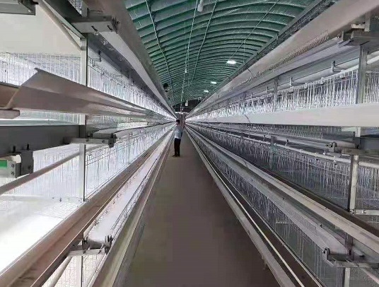蛋雞養(yǎng)殖技術(shù)要點