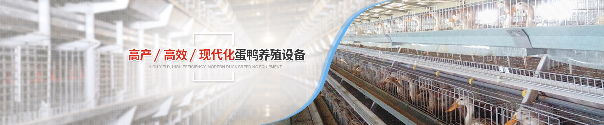 高產(chǎn)/高效/現(xiàn)代化蛋鴨養(yǎng)殖設(shè)備