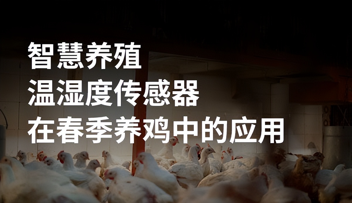 蛋雞養(yǎng)殖未來前景在哪里？智能化養(yǎng)殖將成為行業(yè)趨勢