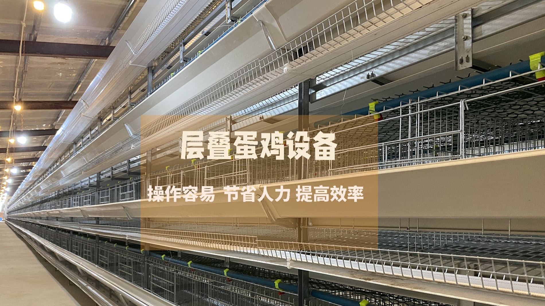 冬季蛋雞養(yǎng)殖新措施：保證蛋雞冬季依然高產(chǎn)